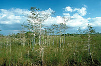 Nationalpark Everglades