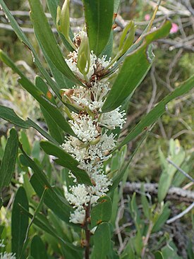 Цветущая Hakea oleifolia близ Уолпол (Западная Австралия).