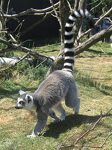 (Lemur catta)