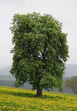 Witte paardenkastanje