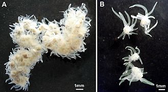 Polypodium hydriforme (Polypodiozoa)