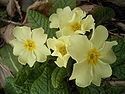 Primula-vulgaris