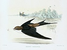 Pseudhirundo griseopyga Sharpe.jpg