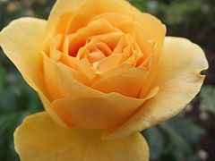 Inez Parker Rose Garden, San Diego, USA