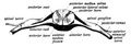 The spinal cord showing how the anterior and posterior roots join in the spinal nerves