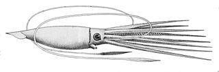 #43 (24/9/1877) J. H. Emerton's drawing of the Catalina giant squid