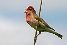 Karmiinleevike (Carpodacus erythrinus) laulmas