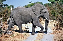 Moremi elephant.jpg