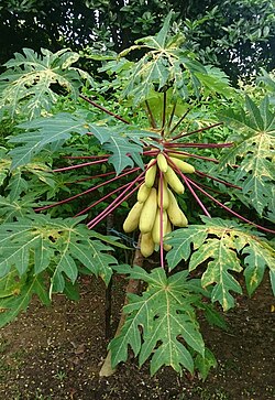 Papaja (Carica papaya)