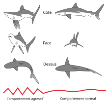 Représentation schématique d'un requin dans diverses postures. À gauche on voit un requin vu, sur trois vignettes les unes au-dessus des autres, de côté, de face et de dessus. À droite, le même type de représentation s'applique à un requin en attitude d'intimidation, tordant son corps de toute part.