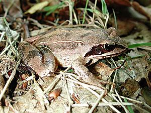 Rana dalmatina