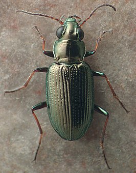 Bembidion coxendix