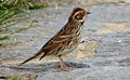 Emberiza pusilla