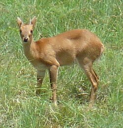 Kulungu pembe-nne wa kiume (Tetracerus quadricornis)