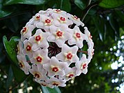 Hoya carnosa