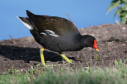 Vízityúk (Gallinula chloropus)