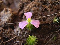 Mayaca fluviatilis