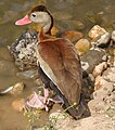 البط الصفار أسود البطن ديندروكيجنا أتومناليز (Dendrocygna autumnalis)