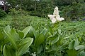 (Veratrum stamineum)