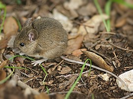 Busmuys (Apodemus sylvaticus)