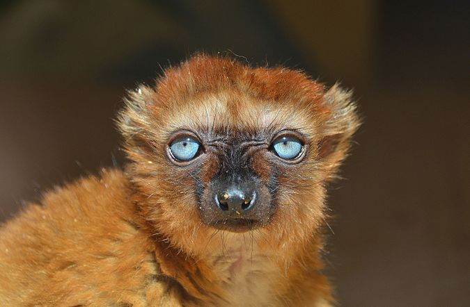 Lémur aux yeux turquoise