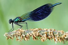 Calopteryx splendens 2.jpg