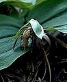 Cypripedium fasciculatum