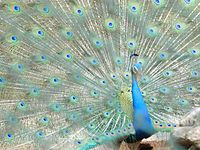 DancingPeacock