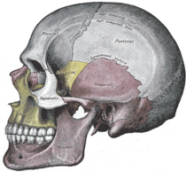 Schedel lateraal zicht, Gray's Anatomy