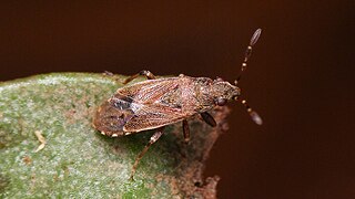 Heterogaster canariensis, île de La Palma, Canaries