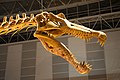 Tèsta d'un Spinosaurus, un exemple de teropòd piscivòr