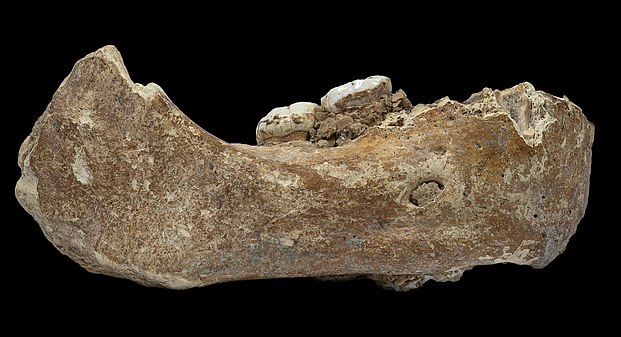 The Xiahe mandible, consisting of the right half of a partial mandible with two attached molars (created by Dongju Zhang; nominated by Valereee)