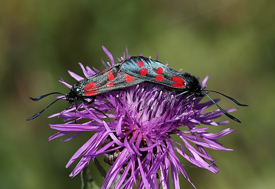 Sechsfleck-Widderchen (Zygaena filipendulae) Almenland, Copula, Steiermark. Fotograf: User:Christian Pirkl