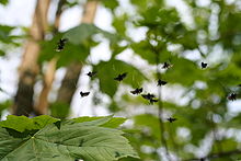 Adults swarming