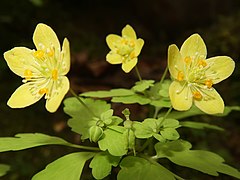 花と花の間に若い果実がある。