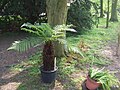 Tasmaanse boomvaren in de botanische tuin