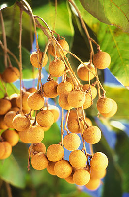 Longan