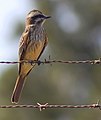 Empidonomus varius, prugastoleđi silnik