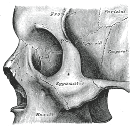 linker jukbeen, Zygomatic