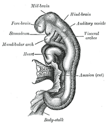 Embryo tussen achttien en eenentwintig dagen. auditory vesicle=gehoorblaasje