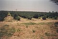 Simmondsia chinensis (Jojoba shrub)