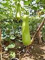 Slim, elongated upo squash, a San Rafael, Bulacan, Philippines