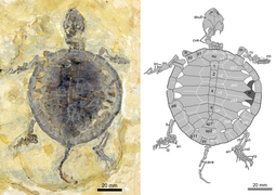 Manchurochelys sp. (Macrobaenidae)