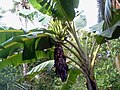 Image 34Tall herbaceous monocotyledonous plants such as banana lack secondary growth, but are trees under the broadest definition. (from Tree)