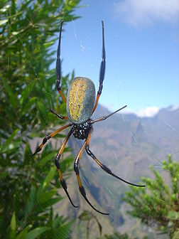 Néphile dorée, photographiée à La Réunion.