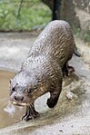 Otter from