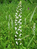 Miniatura para Platanthera hologlottis