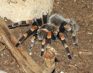 Brachypelma smithi, wiiftje