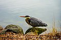 蒼鷺，攝於日本大濠公園