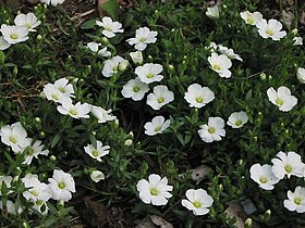 Arenaria montana